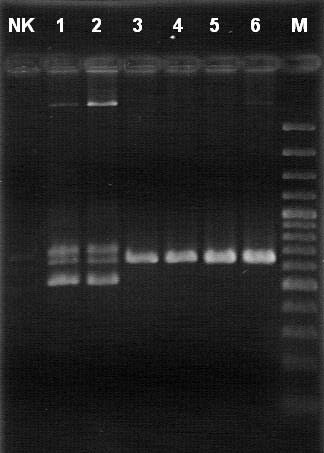 3. Ergebnisse 3.6.4 Amplifikation des gyrb-gens Durch die Amplifikation des gyrb-gens der Cyanobakterienstämme Bo 53 und Bo 10 mittels einer Standard-PCR (siehe Kap. 2.8.3) wurde ein ca.