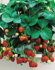 Saftig, knackig, lecker Erdbeerpflanzen Verschiedene Sorten, im 10er-Pack. 413967 Erhältlich nur im 10er-Pack 5.90 Stück0.%) Walderdbeeren Im 10,5-cm-Topf.