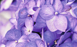 Farbenfrohes für den Garten Besonders lange Blütezeit 17.)) Hortensie Forever & Ever (Hydrangea macrophylla) Verschiedene Farben, im 5-l-Container.