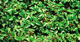 40 50 cm hoch 6.)) Kirschlorbeer (Prunus laurocerasus Etna ) Im 2,5-l-Container. 45414168 40 50 cm hoch 9.)) Portugiesischer Kirschlorbeer (Prunus lusitanica Angustifolia ) Im 4,6-l-Container.