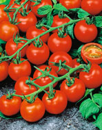 Erntefrisch auf den Tisch 1./) Gemüse-Jungpflanzen Verschiedene Arten und Sorten, z. B. Paprika Slovakia F1, im 10,5-cm-Topf. 45329353 1./) Tomatenpflanzen Ohne Pfl anzgefäß Verschiedene Sorten, z. B. Balkontomate Maskotka, im 10,5-cm-Topf.