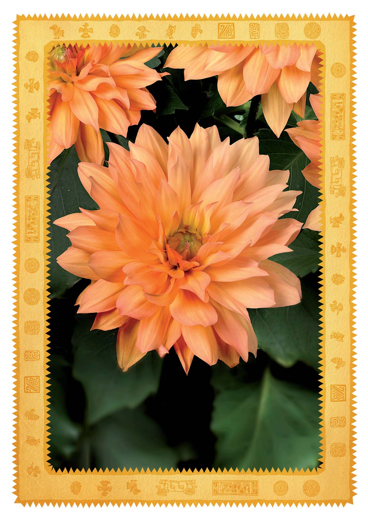 Dahlia XXL Kollektion Tatsächliche- Größe* Große Blüte Durchblühend Uniformer Blütentyp