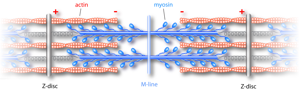 2 Biologische Motoren: Myosin, Kinesin, Dynein 2.1 In welchen Stufen verläuft ein Kraftschlag von Myosin? In welcher Form wird die dazu benötigte Energie zur Verfügung gestellt?