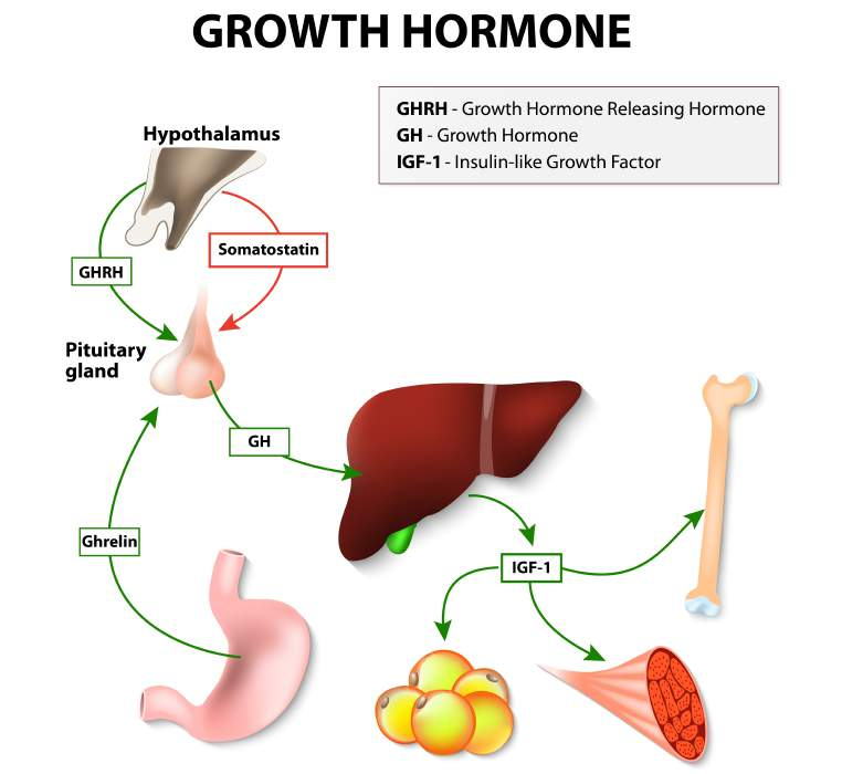 Human Growth Hormone (HGH) andere Begriffe: Wachstumshormon somatotropes Hormon (STH) Somatotropin beeinflussen das Wachstum von Knochen, der Haut und