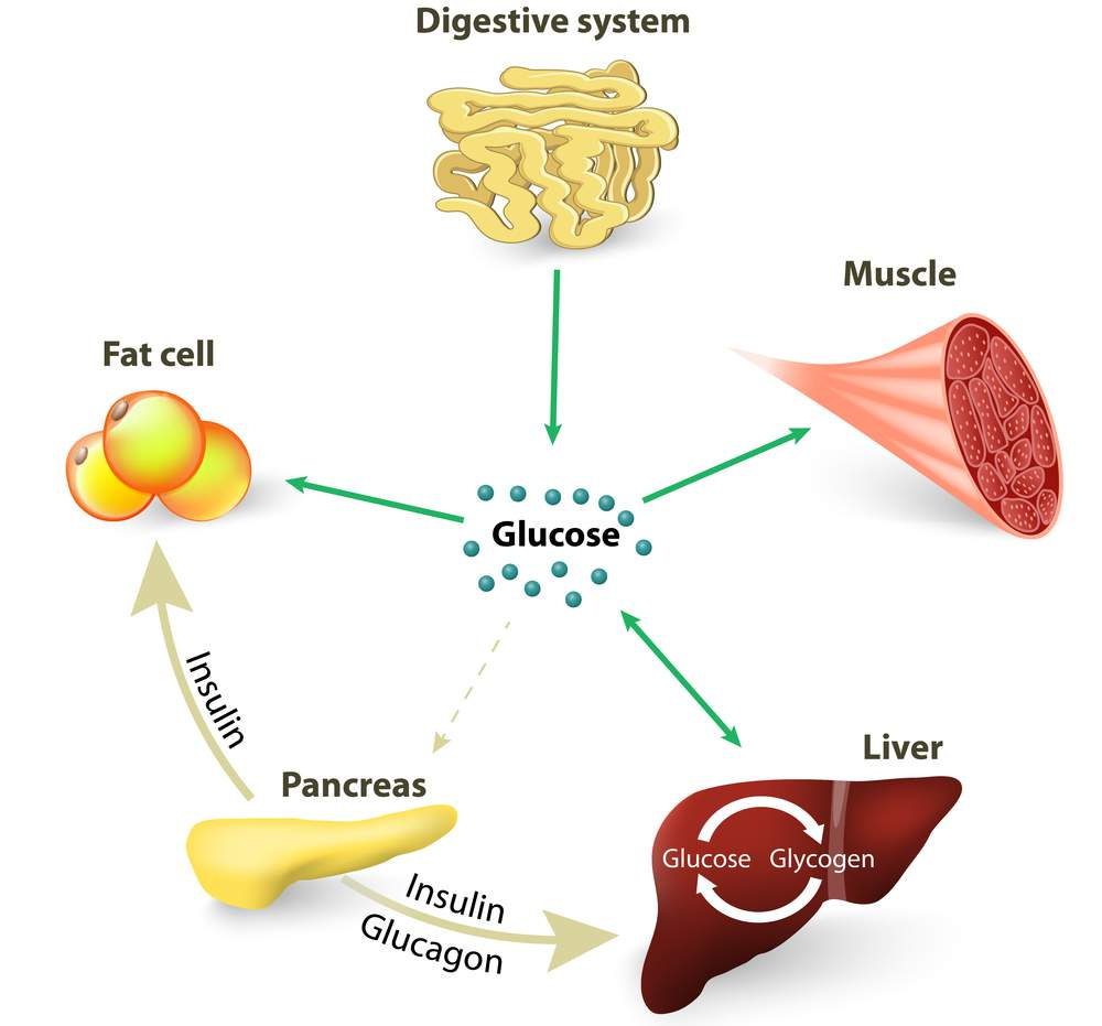 Glukoneogenese Neubildung von Glykogen = Glukoneogenese haben eine katabole Wirkung, fördern den Abbau von Proteinen in Muskulatur und Knochen Folgen: Muskelabbau Osteoporose durch