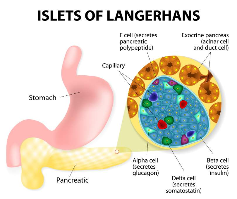 2.5 Bauchspeicheldrüse Langerhans-Inseln werden auch als Inselzellen bezeichnet In diesen werden Glucagon und Insulin produziert, sie regulieren den Blutglukosespiegel Auffällig ist die starke