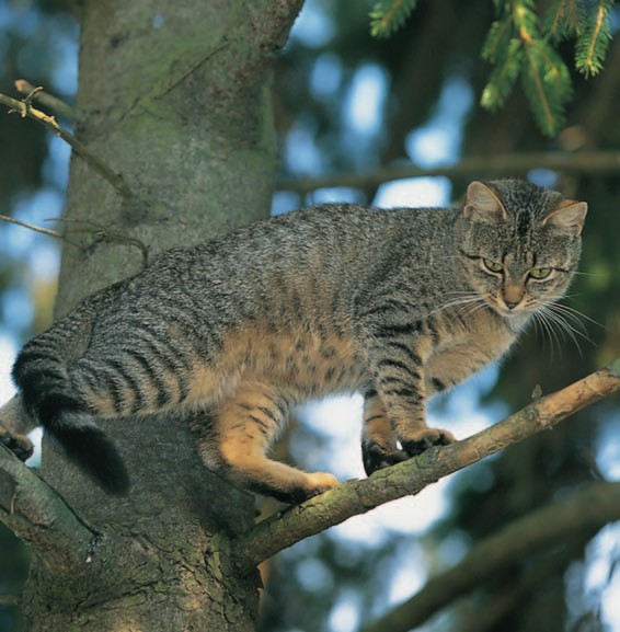 I 7 Tierischer Steckbrief Die Wildkatze (Felis silvestris, Seite 10) gehört zur Säugetier-Ordnung der Raubtiere (Carnivora) und innerhalb dieser zur Familie der Katzen (Felidae).