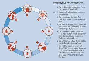 Berichte Doesjepost 43 Abbildung: Lebenszyklus der Holzbock-Zecke (Ixodes ricinus) 5. Wie genau kommen Zecken in das Fell meines Hundes?