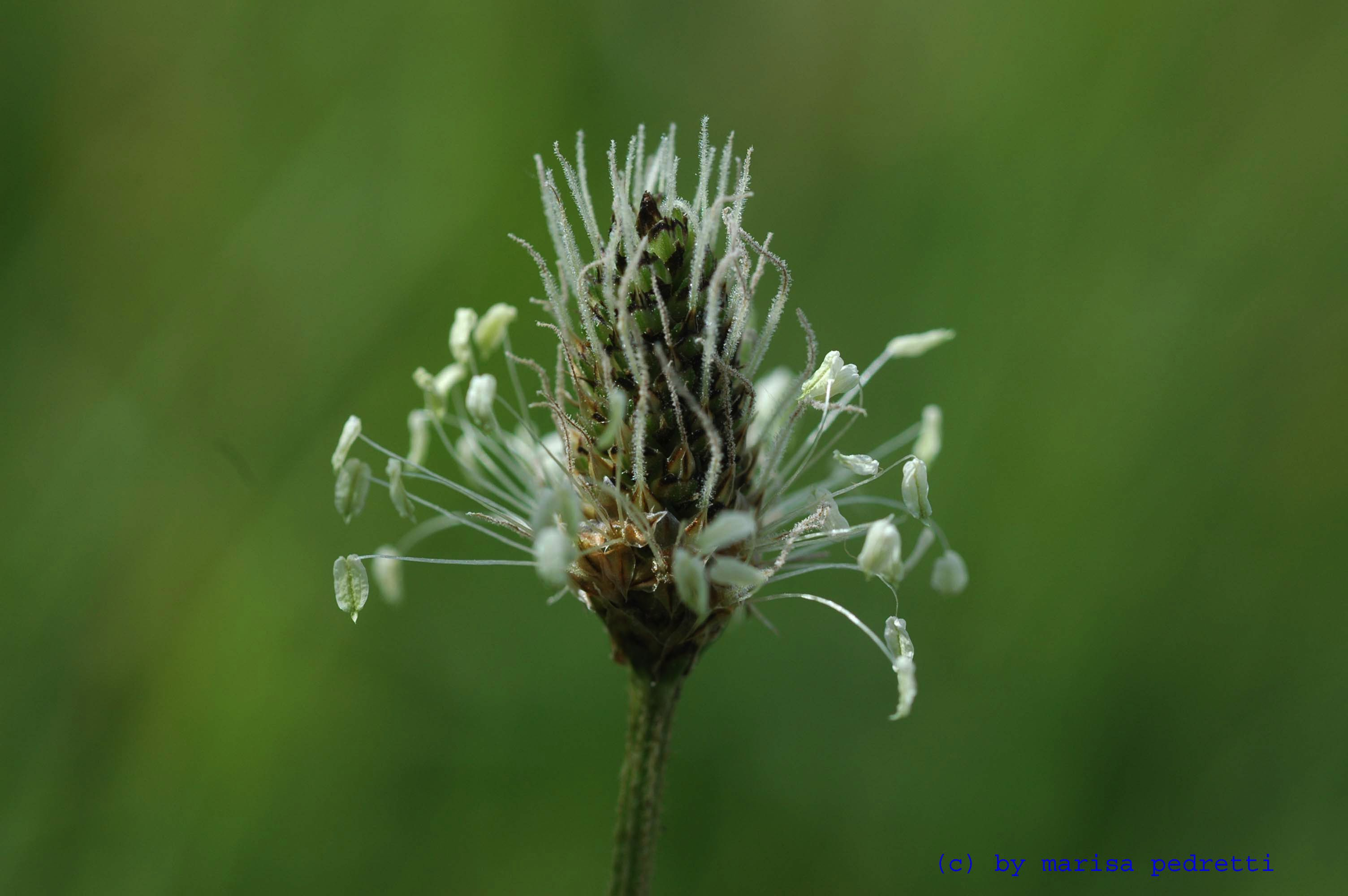 Trampel- oder einfach Pfade. Ob Spitz- oder Breitwegerich, sammeln Sie jeweils das Kraut, also der oberirdische Teil der Pflanze zur Blütenzeit.