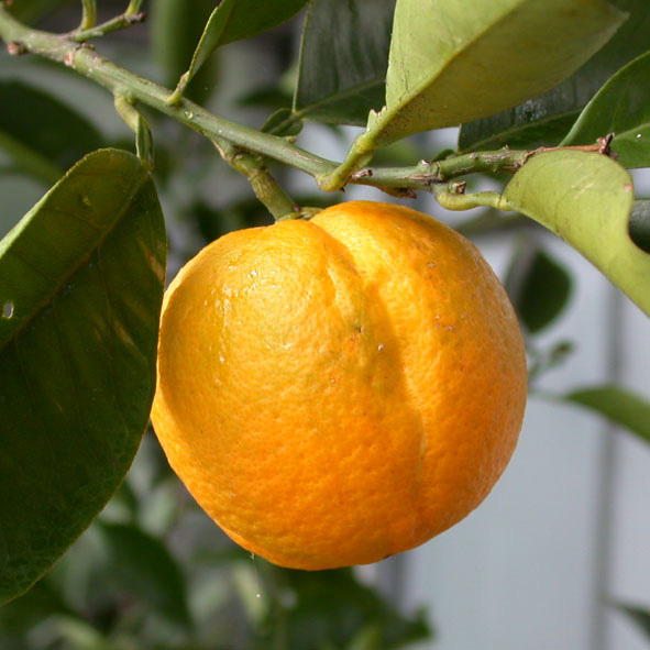 Die Frucht lässt sich - abhängig von der Sorte - mehr oder weniger gut schälen.