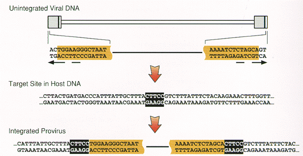 Retroviraler Replikationszyklus (HIV) Integration Merkmale des integrierten Provirus Spezifische Sequenz unspezifische Sequenz 2 bp an den