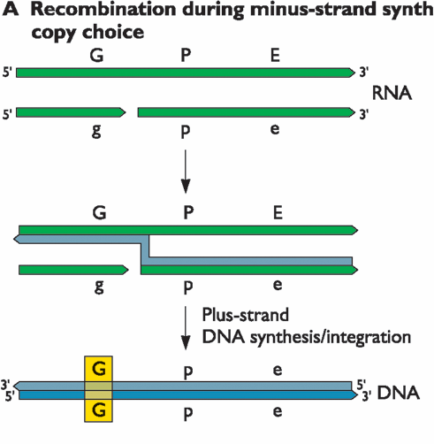 RNA Rekombination Rekombination während der Strang Synthese (copy-choice) Heterozygotes Virusgenom