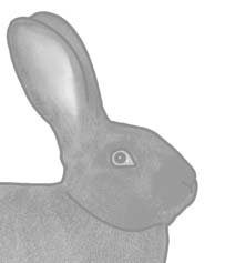 Kopf: Augen: Ohren: Hals: Rechteckförmig, kräftig, gut proportioniert, Nasenbein leicht gebogen, ramsartig, ohne übermässige Backenbildung (Spezialbestimmung bei Widdern). Die Maulpartie ist breit.