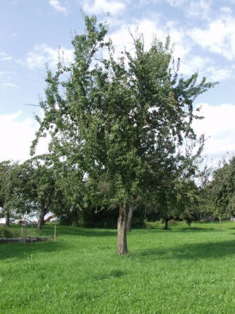 Bild 40: Früchte und Baum von Luxemburger Mostbirne Bild 41: Früchte und Baum der Sorte Grüne Jagdbirne Bild 42: Früchte und