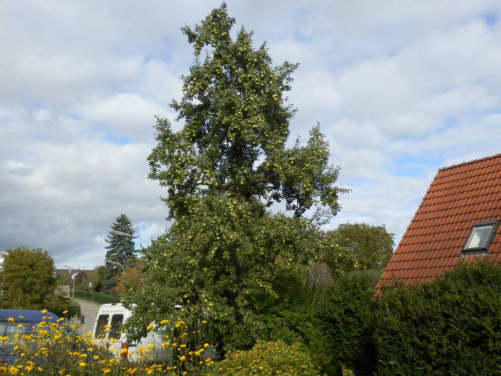 Naghins Butterbirne Auf alle Fälle für die Region zu erhalten ist Naghins Butterbirne.