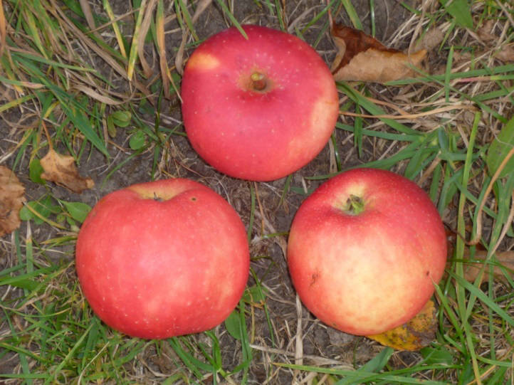 1. Zusammenfassung Der Nutzen alter Apfel- und Birnensorten ist heute auch wissenschaftlich begründet: für den praktischen Anbau ebenso wie als Genpool für Forschung und züchterische Entwicklungen,