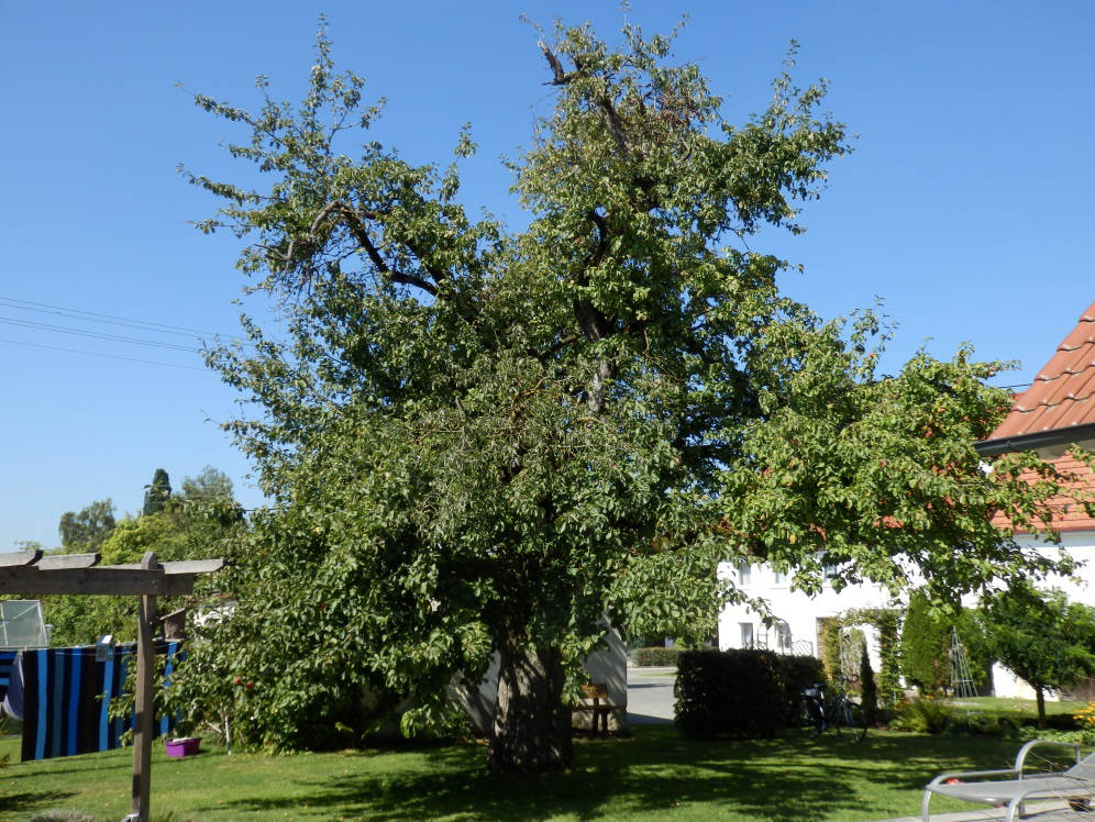 Bild 114: Mit nahezu 300 cm Stammumfang ist dieser Vertreter der Apfelsorte Kesseltaler Streifling vermutlich der mächtigste Apfelbaum im Schwäbischen Donautal; Standort: Oberwiesenbach im Kreis