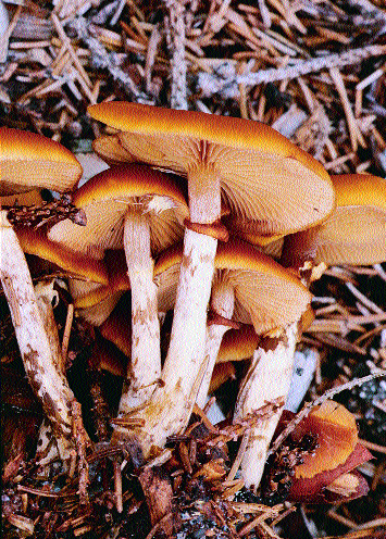 Galerina marginata, CH 572/2000: Junge Exemplare mit deutlichem Ring Ganz sicher geht es mit dem Mikroskop, da die Gifthäublinge warzige Sporen haben, während Stockschwämmchen glatte Sporen mit