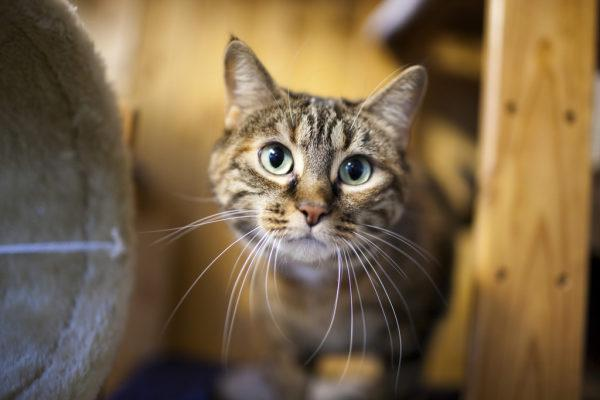 Ein weiterer kontrovers diskutierter Punkt ist die Haltung von Streunerkatzen als Wohnungskatzen. «Katzen von der Strasse in einer Wohnung, das endet meist in einer Katastrophe.