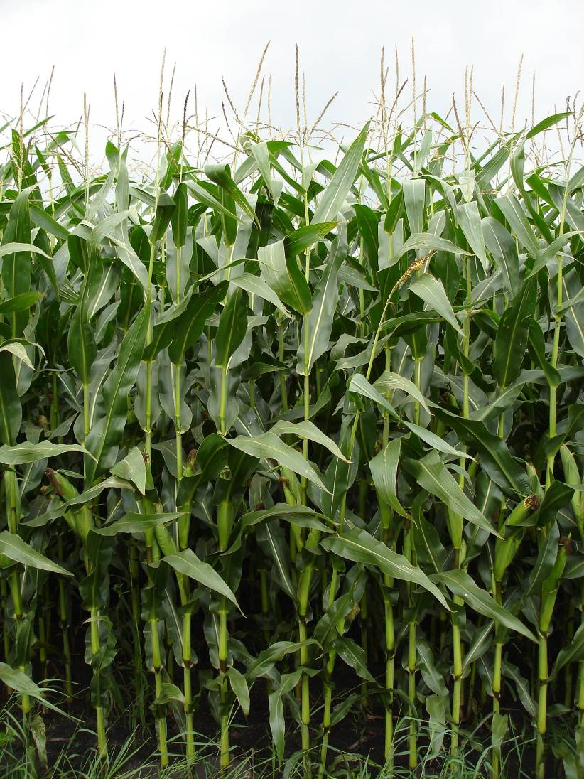 Anforderungen und Ziele beim Maisanbau Ziele: - gleichmäßiger Feldaufgang - schneller Reihenschluss - hoher Ertrag > Biogasausbeute Anforderungen: -