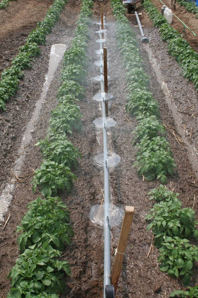 Abbildung 7: Versuchsaufbau zur Niederschlagssimulation in einem Kartoffelbestand.