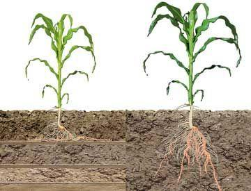 Folgen der Bodenverdichtung verändertes Bodengefüge weniger Hohlräume = Sauerstoffmangel, eingeschränkte Durchgängigkeit für Nährstoffe und