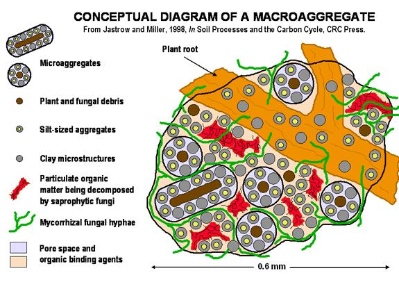 Krümelstabilität Aggregat-Hierarchie-Modell Aggregate der Schlufffraktion (< 20 μm) Mikroaggregate (20-250 μm) Makroaggregate (> 250 μm) Grenzflächenkräfte