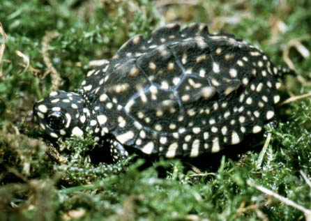 Abb. 5: Adulte Strahlen-Dreikielschildkröte Geoclemys hamiltonii. Foto: Hubert Garritzmann Abb.
