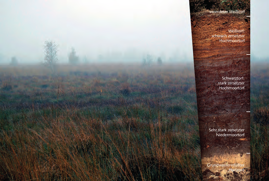 4 Entwicklung und Ausprägung der Moore Moorstandorte sind gekennzeichnet durch eine über Jahrtausende gewachsene Torfschicht aus Torfmoosen.