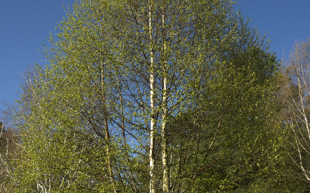 Moorbirke Betula pubescens Wuchshöhe: 25 m Licht: halbschattig Blütezeit: April -