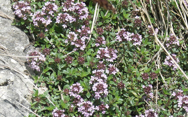Feld-Thymian Thymus serpyllum Wuchshöhe: 25 cm Licht: Boden: Blütezeit: Blütenfarbe: Verwendung: