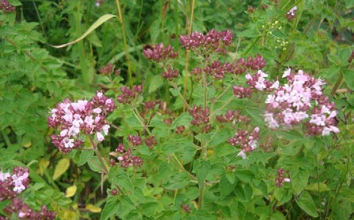 Dost Origanum vulgare Wuchshöhe: 60 cm Licht: Boden: Blütezeit: Blütenfarbe: Verwendung: halbschattig