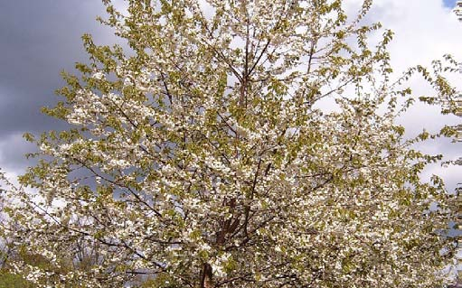Süsskirsche Prunus avium Wuchshöhe: 25 m Licht: sonnig Blütezeit: April - Mai