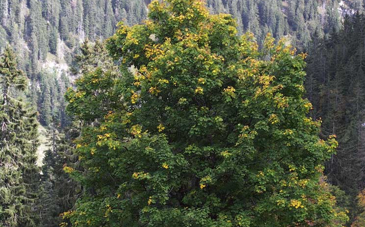 Berg-Ahorn Acer pseudoplatanus Wuchshöhe: 30 m Licht: halbschattig Blütezeit: April - Mai