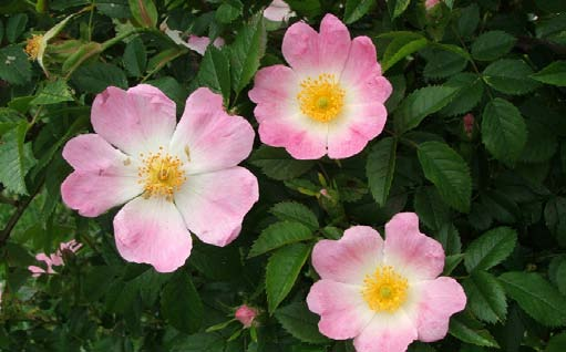 Zimt-Rose Rosa majalis Wuchshöhe: 1.