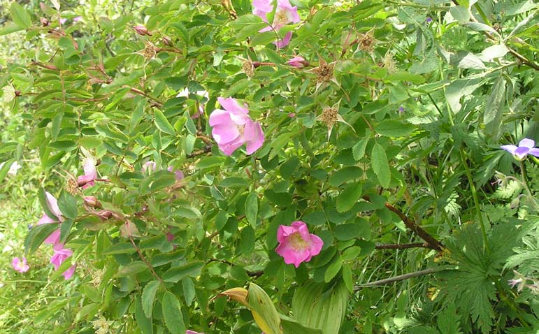 Alpen-Hagrose Rosa pendulina Wuchshöhe: 2 m Licht: Boden: Blütezeit: Blütenfarbe: Verwendung: halbschattig