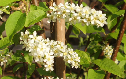 Trauben-Kirsche Prunus padus Wuchshöhe: 15 m Licht: Boden: Blütezeit: Blütenfarbe: Verwendung: sonnig mittelfeucht