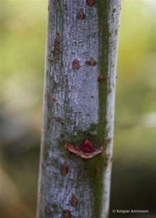Reif-Weide Salix daphnoides Wuchshöhe: 10 m Licht: halbschattig Blütezeit: März - April