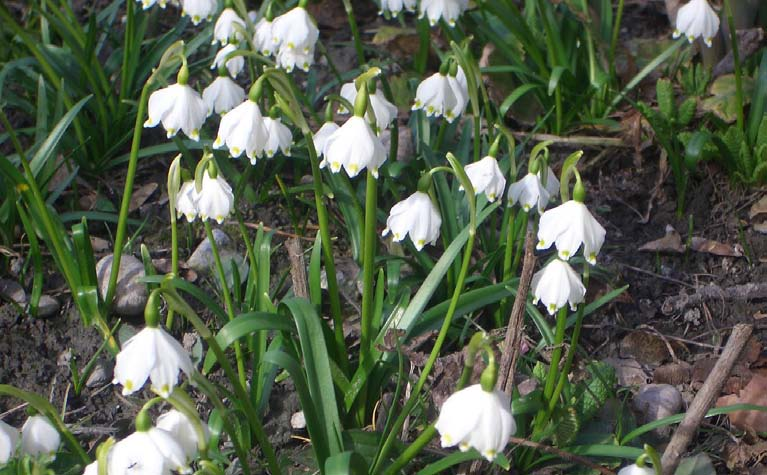 Märzenglöckchen Leucojum vernum Wuchshöhe: 30 cm Licht: halbschattig Blütezeit: März -