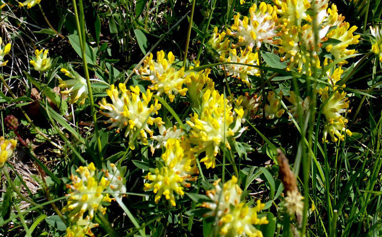 Echter Wundklee Anthyllis vulneraria Wuchshöhe: 60 cm Licht: Boden: Blütezeit: Blütenfarbe: