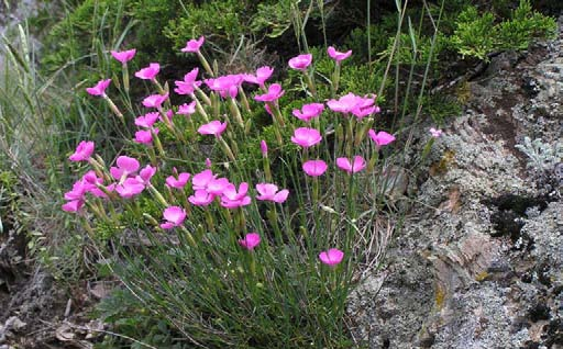 Stein-Nelke Dianthus sylvestris Wuchshöhe: 30 cm Licht: sonnig Boden: trocken Blütezeit: Juni - Juli