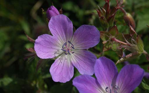 Wald-Storchenschnabel Geranium sylvaticum Wuchshöhe: 60 cm Licht: Boden: Blütezeit: Blütenfarbe: Verwendung: