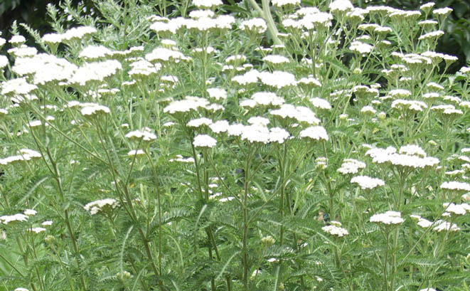 Gewöhnliche Schafgarbe Achillea millefolium Wuchshöhe: 80 cm Licht: sonnig Boden: trocken Blütezeit: