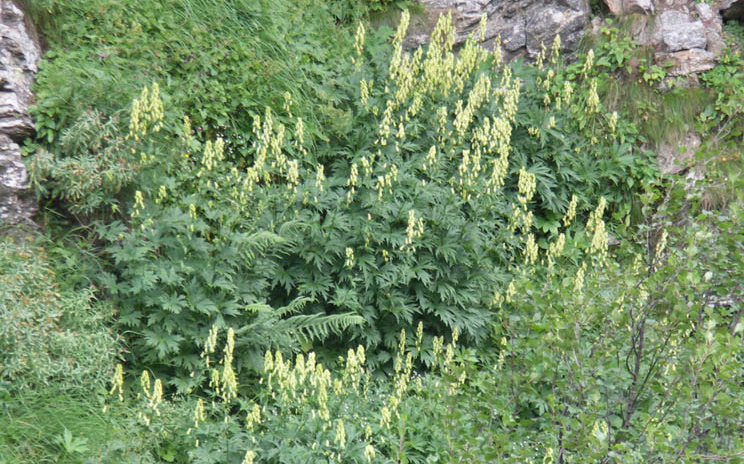 Wolfs-Eisenhut Aconitum altissimum Wuchshöhe: 70 cm Licht: sonnig Blütezeit: Juni - Aug.