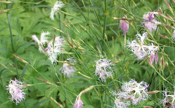Pracht-Nelke Dianthus superbus Wuchshöhe: 50 cm Licht: sonnig Blütezeit: Juni - Sept.
