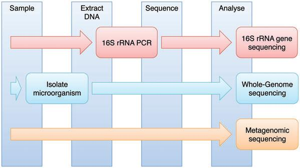 Hochdurchsatzsequenzierung als Platform Komposition o OTU NCBI 2552 genomes Funktion o Gene