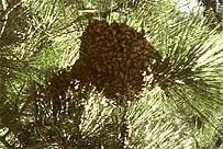 Lebenszyklus des Kleinen Beutenkäfers Im Bienenvolk Außerhalb