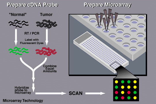 Microarrays www.gene-chips.com www.affymetrix.com www.nhgri.nih.gov/dir/microarray/main.html www.umanitoba.