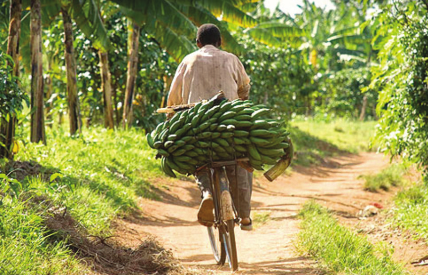 2 Faire Chancen für Fairtrade-Bananen Export der fairen Bananen leben, ihre Produkte nicht verkaufen.