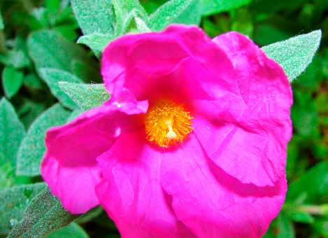 ZISTROSE (Cistus creticus L.a) GRIECHISCHE BERGROSE (Cistus incanus tauricus L.